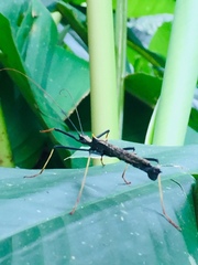 Pseudophasma bispinosum