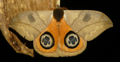 Automeris liberia