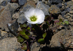 Oxalis magellanica
