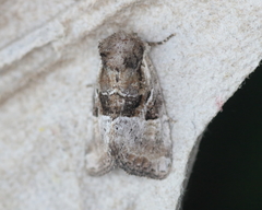 Meropleon ambifusca