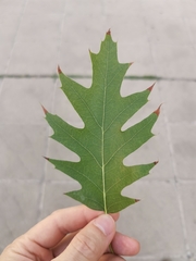 Quercus