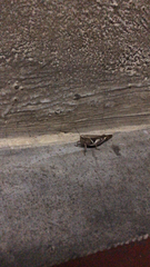 Abracris flavolineata