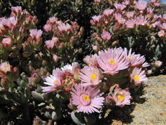 Oscularia cedarbergensis