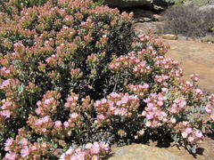 Oscularia cedarbergensis
