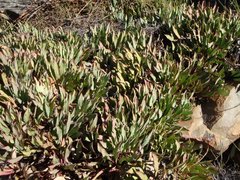 Protea laevis
