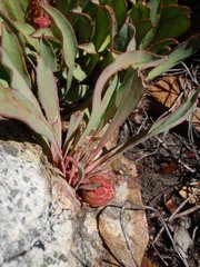 Protea laevis