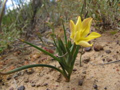 Moraea nana