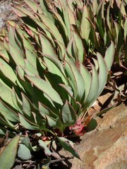 Protea laevis