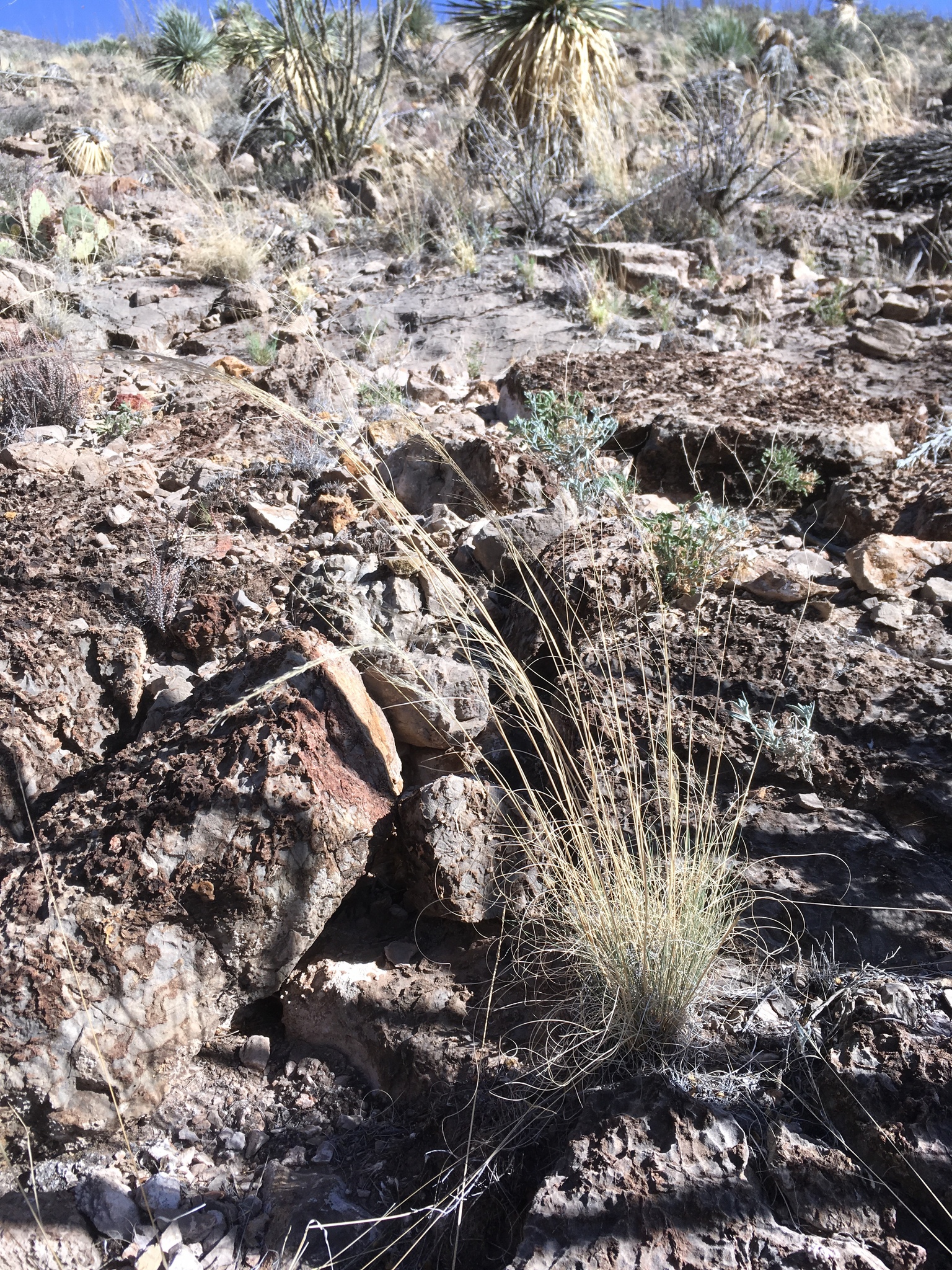 Muhlenbergia setifolia