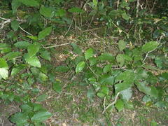 Trichocladus crinitus