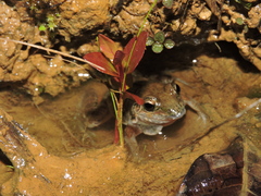 Leptodactylus bolivianus
