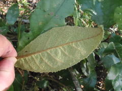 Trichocladus crinitus