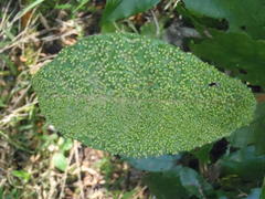 Trichocladus crinitus