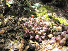 Conophytum luckhoffii