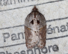Acleris inana