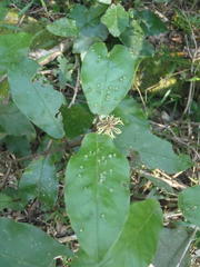 Trichocladus crinitus