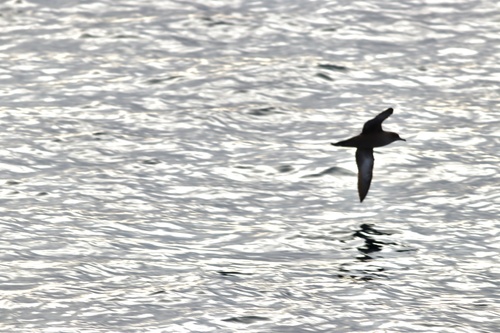 Pardela sombría (Ardenna grisea)