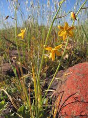Cyanella aquatica