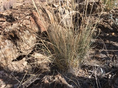 Muhlenbergia setifolia