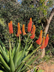 Aloe rupestris