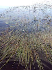 Sparganium × longifolium
