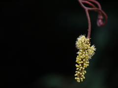Ampelocissus indica
