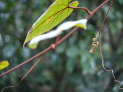 Ampelocissus indica