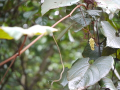 Ampelocissus indica