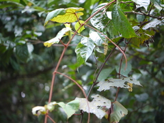 Ampelocissus indica
