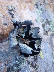 Xanthoparmelia hottentotta