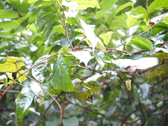 Ampelocissus indica