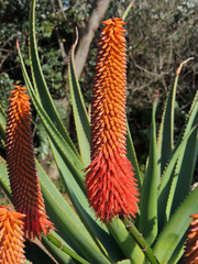 Aloe rupestris