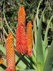Aloe rupestris
