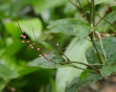 Persicaria filiformis