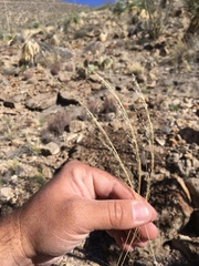 Muhlenbergia setifolia