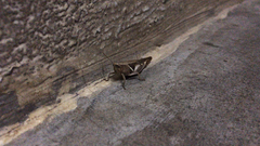 Abracris flavolineata