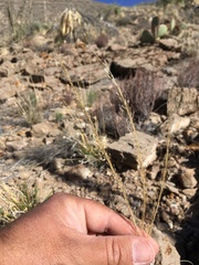 Muhlenbergia setifolia