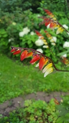 Ipomoea lobata