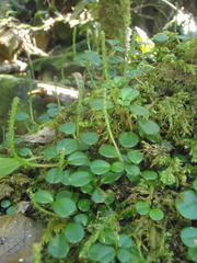 Peperomia retusa