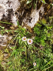 Erigeron alpinus