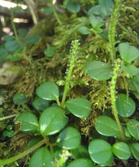 Peperomia retusa