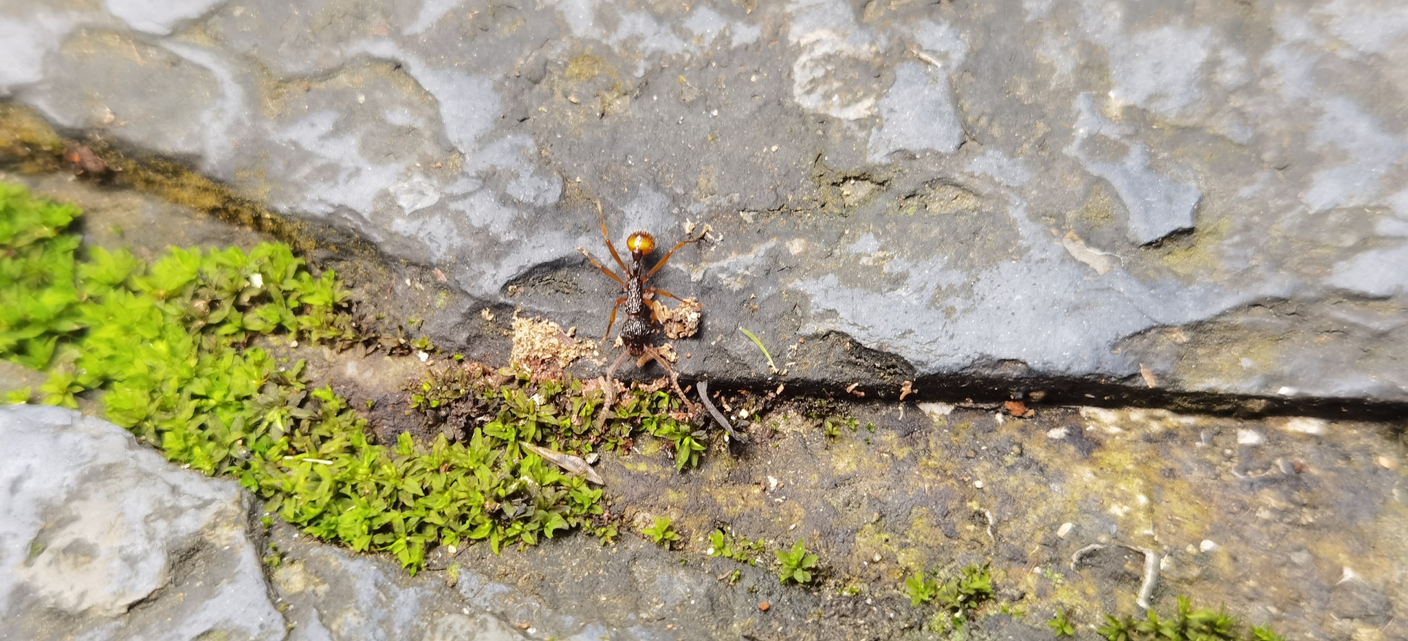 Myrmica angulata