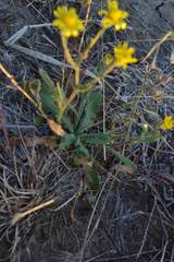 Senecio consanguineus