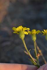 Senecio consanguineus