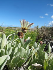 Arctotis stoechadifolia