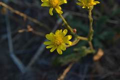 Senecio consanguineus