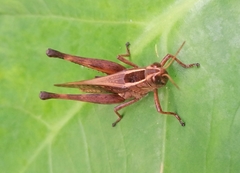Eyprepocnemidinae