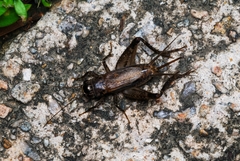 Loxoblemmus equestris