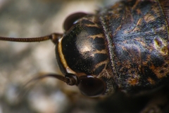 Loxoblemmus equestris