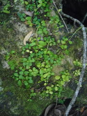 Peperomia retusa